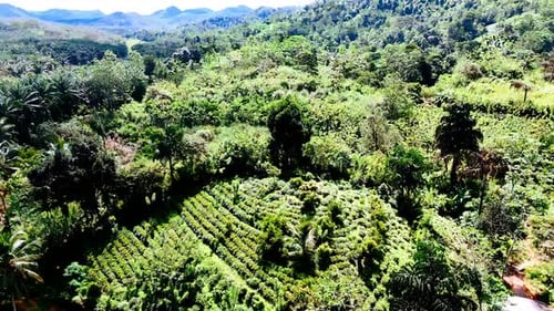 Aerial View of Lush Tropical Plantation
