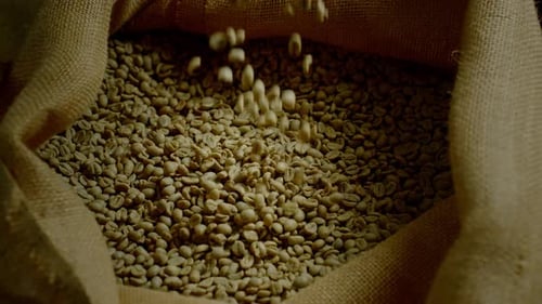 Pouring Raw Coffee Beans into Burlap Sack