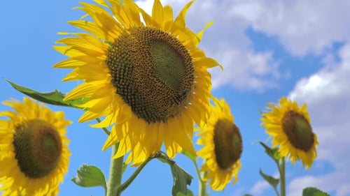 Yellow Sunflowers Sway in Wind Under the Blue Sky in Hot Summer Beautiful Fields with Sunflowers in