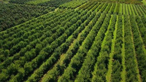 Aerial View of Apple Orchard with Long Green Tree Rows Forming Natural Patterns Showcasing Farmer