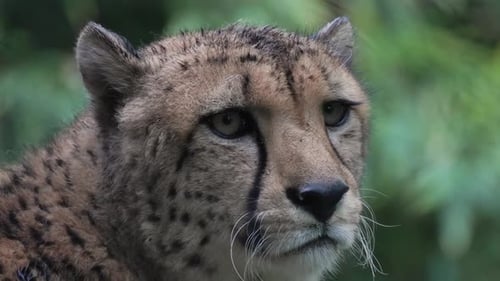 Nasser Gepard, der in der Wildnis den Kopf dreht