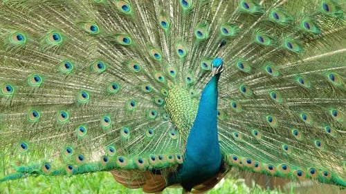 Majestic Peacock Displays Beautiful Plumage in Natural Setting