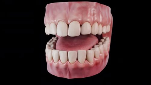 Human Jaw Anatomy Showing Gum Disease and Tooth Stains Progression