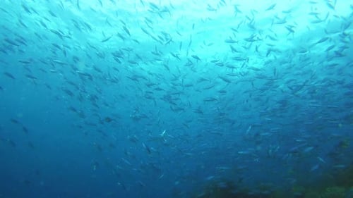 Coral reef, sea and nature with fish by underwater, swimming and tropical ecology with sustainable