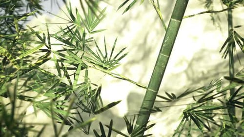 Sunlit Bamboo Canopy Radiant Sunlight Filters Through Dense Green Leaves