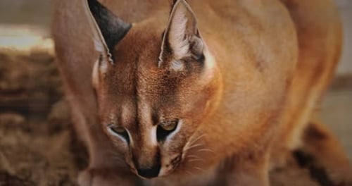 Caracal schmeckt Fleisch auf natürliche Weise