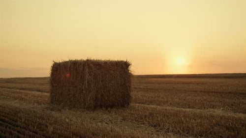 Haystack Dry Field After Harvesting at Golden Sunset. Hay Bales on Stubble Farmland in Autumn Cro...