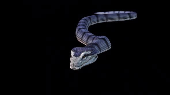 3D Realistic Snake Slithering Animation with Alpha Channel, Backgrounds ...