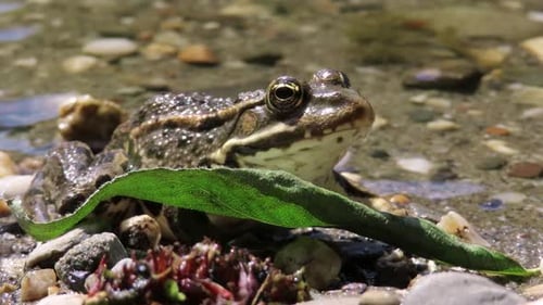 Europäischer Gemeiner Frosch (Rana temporaria) versteckt sich hinter einem grünen Blatt an einer Küste eines Sees