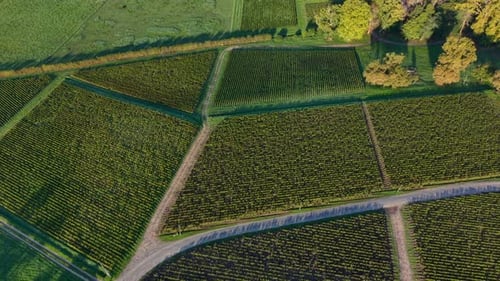 Aerial view of vineyard fields, France.