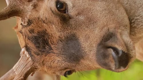 Fallow Deer Or Dama Dama