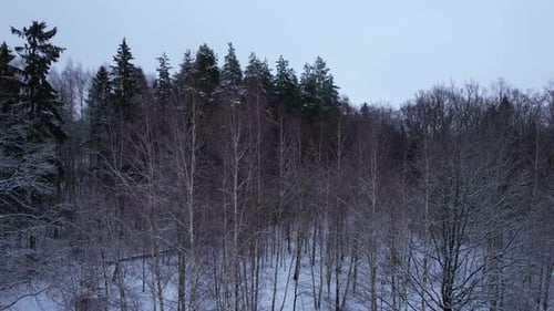 Slow Ascending Shot Over Trees With No Leaves In Winter Landscape