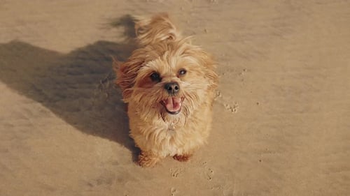 Brauner flauschiger Hund am Sandstrand an einem sonnigen Tag. Havanesischer Welpe genießt die Sommerferien
.