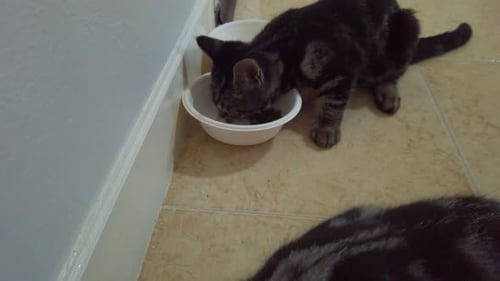 Kittens Enjoying Mealtime in Bright Indoor Setting