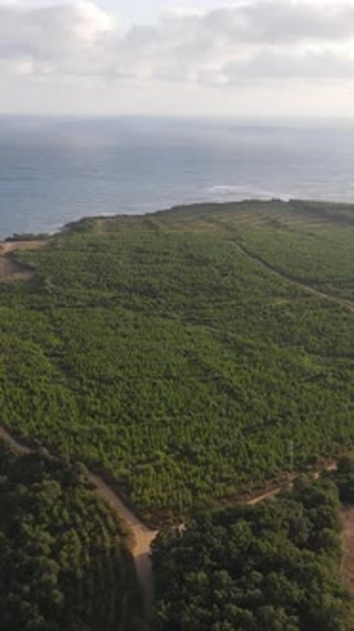 Green Coast Overhead View