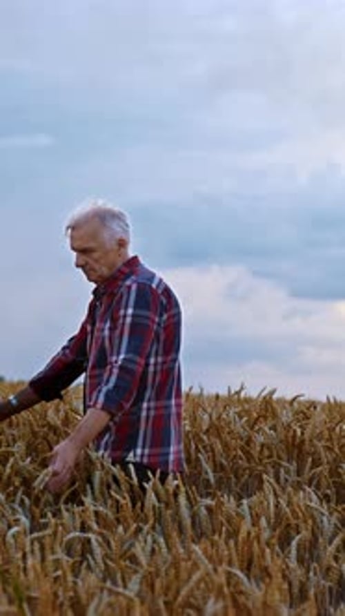 Senior Caucasian farmer walks through his wheat plantation.