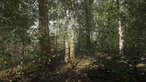 Birch Forest with Tall and Slender Trees Creating a Peaceful Natural Setting