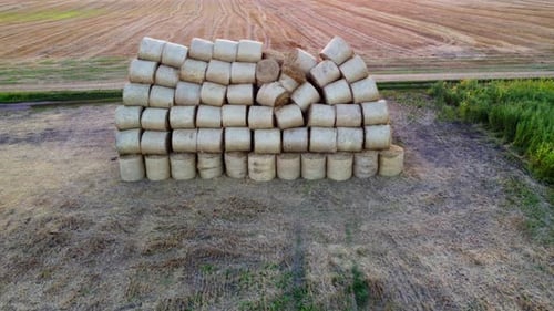 Many Bales Compressed Dry Wheat Straw Twisted Round Rolls on Field Sunset Dawn