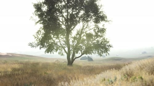 Iconic Oak Tree Casts a Long Shadow Into a Golden Hill