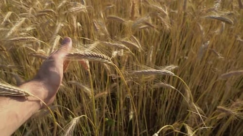 Wheat Agriculture Field on Farm Nature Harvest Grain Crop in Rural Summer Landscape