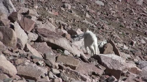 Mountain goat