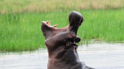 African Hippopotamus Yawning In The Water. - close up shot