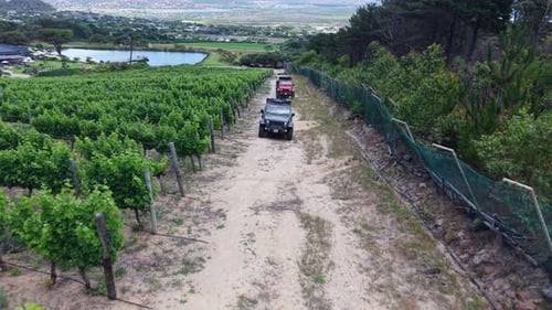 Aerial View of Vineyards in Cape Town South Africa with Jeeps Driving Through Rows of Grapes