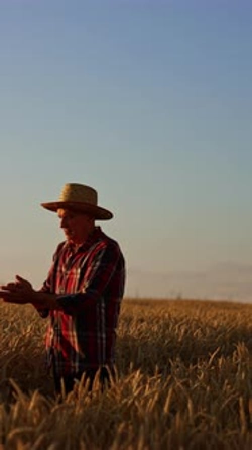 Farmer Inspecting Wheat Crop in Field