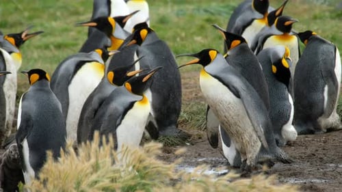 Majestic King Penguins Gather on Grassy Terrain