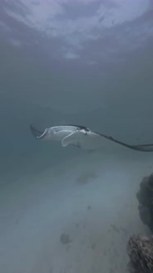Manta Ray Gracefully Swimming Underwater Near Coral Reef