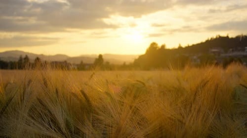 Wheat Field at Sunset