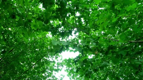 Green Leaves