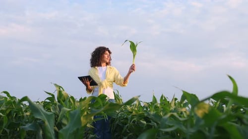 Growing process is going good, holding corn. Woman is on the agricultural field.