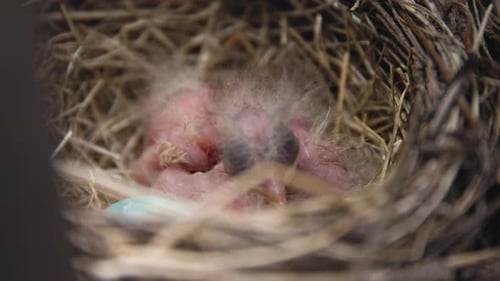 Baby Bird in a nest close up macro