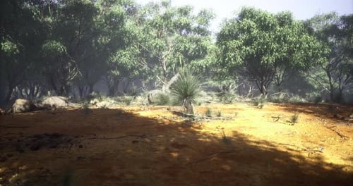Exploring the Natural Beauty of a Sunlit Eucalyptus Grove at Dusk