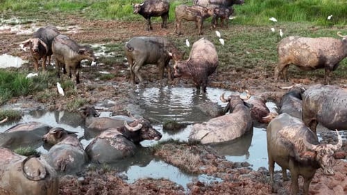 A herd of buffaloes are standing in a muddy field