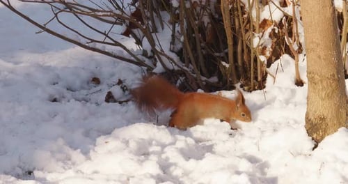 Una ardilla del bosque se mueve por la nieve en busca de alimento en invierno.