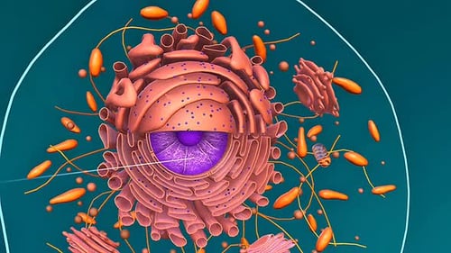 3D Animation of Animal Cell Anatomy and Organelles