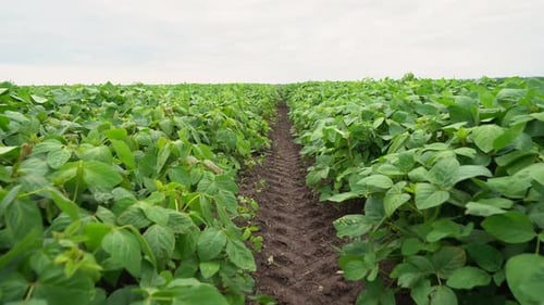 Soybean plantation. Spring. Green young leaves. close-up. Panorama