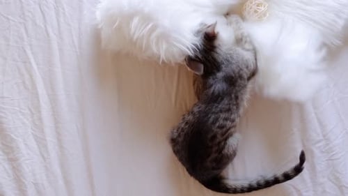 Gray Tabby Kitten Resting and Playing on Bed