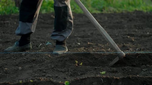 Making garden rows with hoe. Using gardening tools