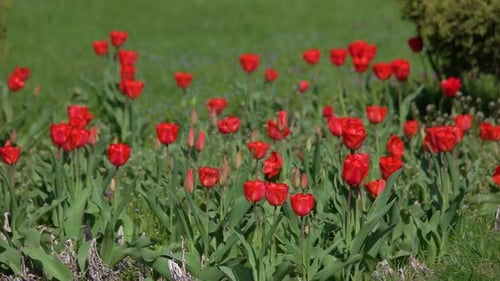 Flower Bed with Beautiful Red Tulips on a Spring Day