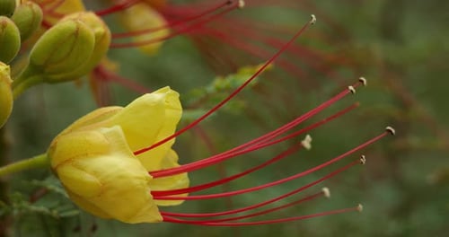 Fleurs d'Erythrostemon gilliesii ou Caesalpinia gilliesii, une espèce ornementale originaire du sud de l'Australie