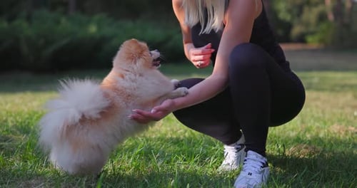 Woman Feeding Little Happy Cute Fluffy Pedigree Pomeranian Dog Outdoor at Park