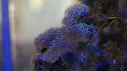 Beautiful Soft coral, Green star polyps in a salt water tank flowing with the waves