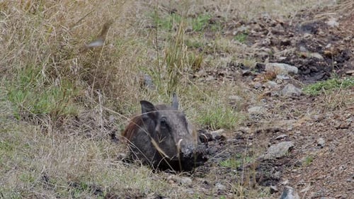 Warthog Lying Down in Mud