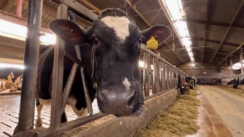 Holstein Friesian Cow eating