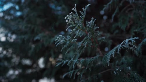 Green Conifer Foliage In Forest Park. Close Up Shot