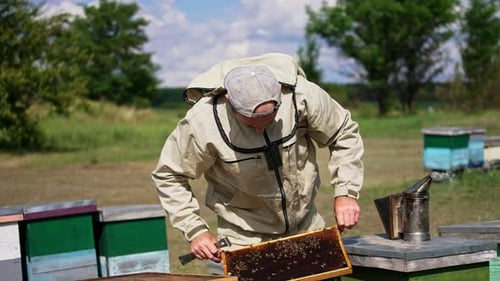 Bee farming on sunny day. Experienced apiarist pulls the frame and checks it properly in the sun.