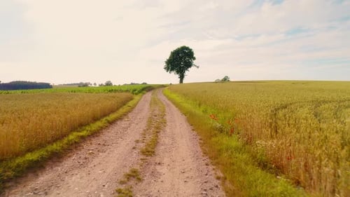 A peaceful rural landscape with a dirt path winding through green and golden fields, under a clear s